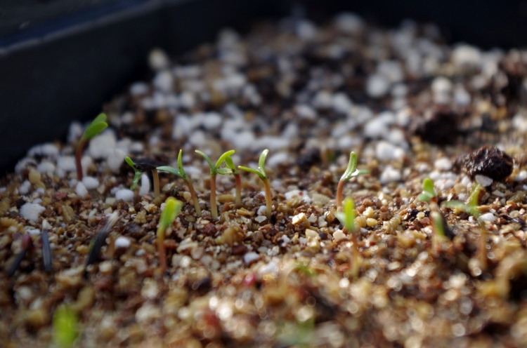 Janie Bright Marigold Seedlings (2)